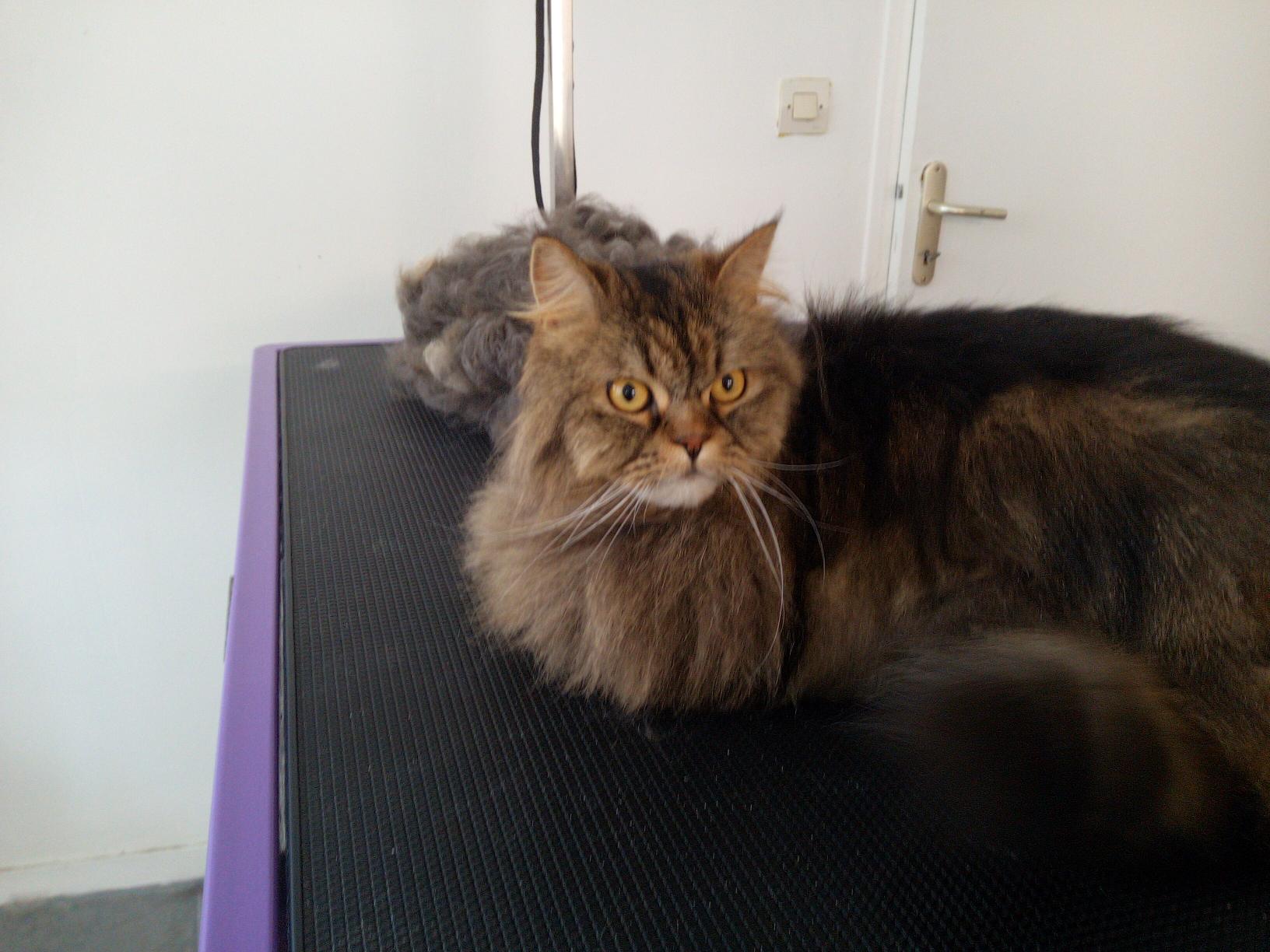 Démêlage Chat
